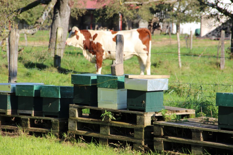 journe%CC%81e%20e%CC%81levage%20apiculture%2002.JP