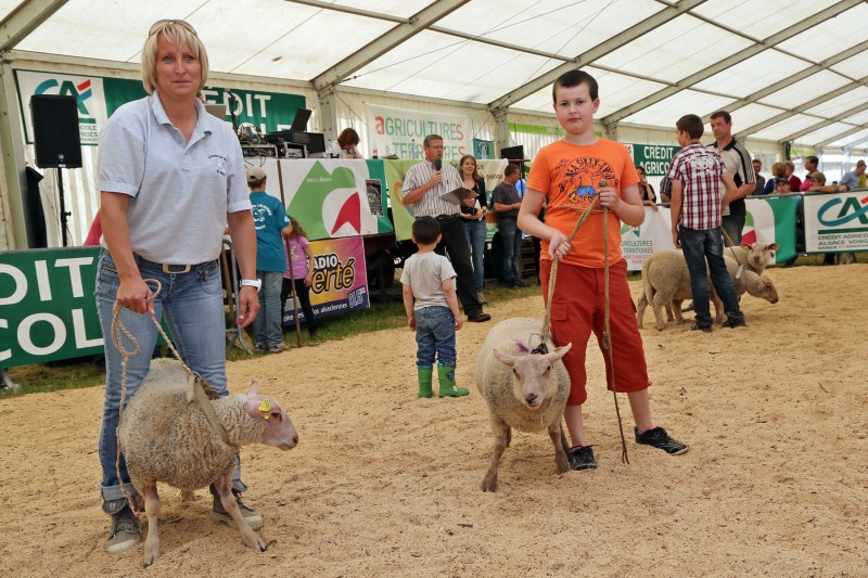 Festival de l'élevage - Ovins - Présentation.jpg