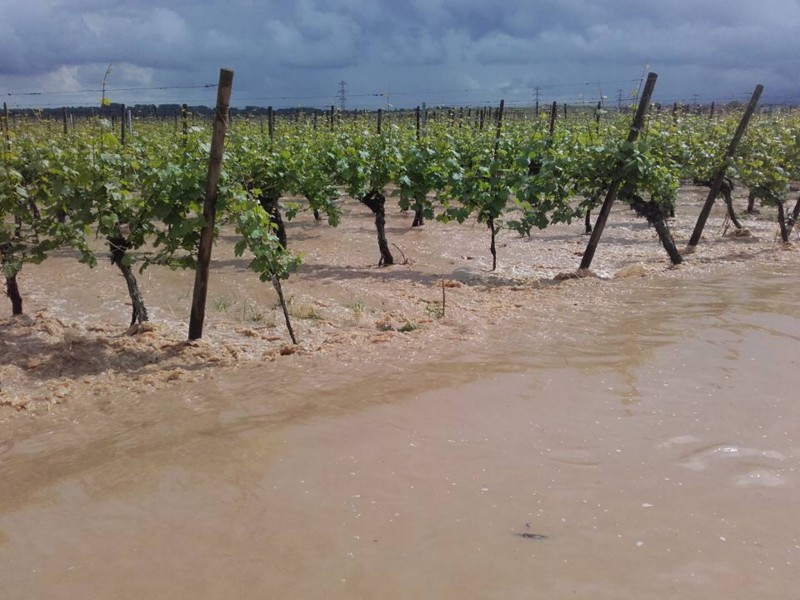 Vignes orage