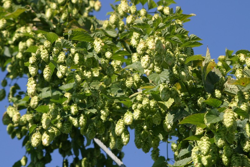 Houblon_3.jpg