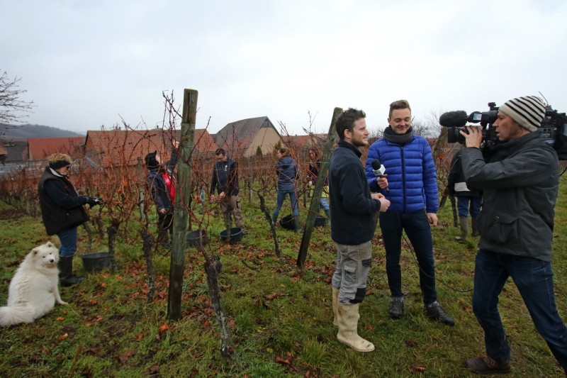 Des vendanges très tardives pour Noël