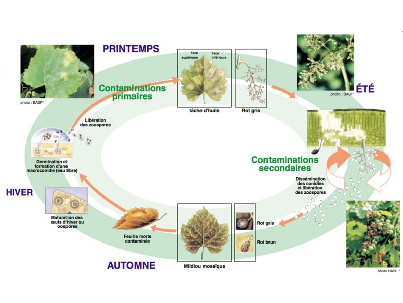 Cycle mildiou 