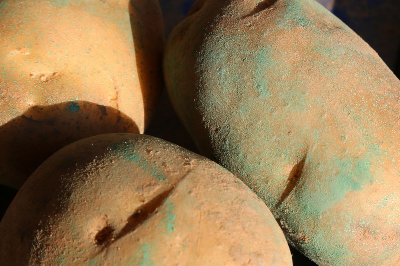 Pommes de terre - 09 - TTT plants.jpg