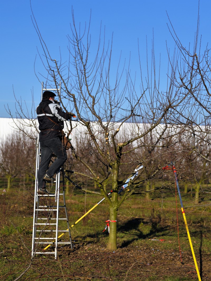 moniteurs arboricoles