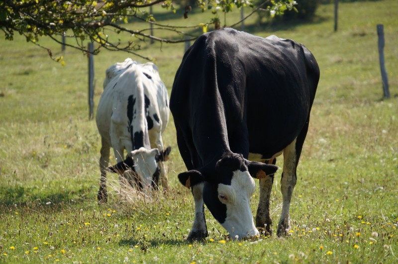 Fourrage et vaches 31081625.jpg