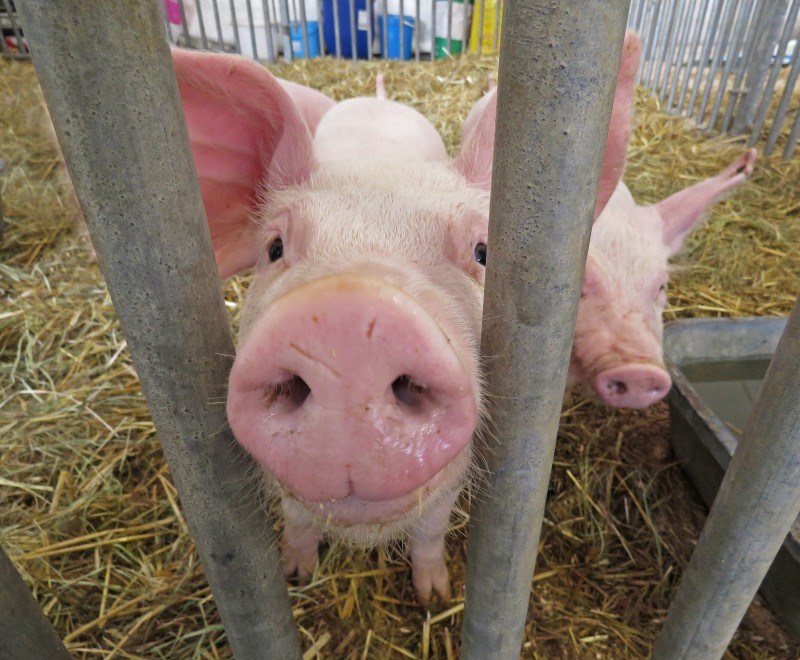 Foire017-Journée porcs