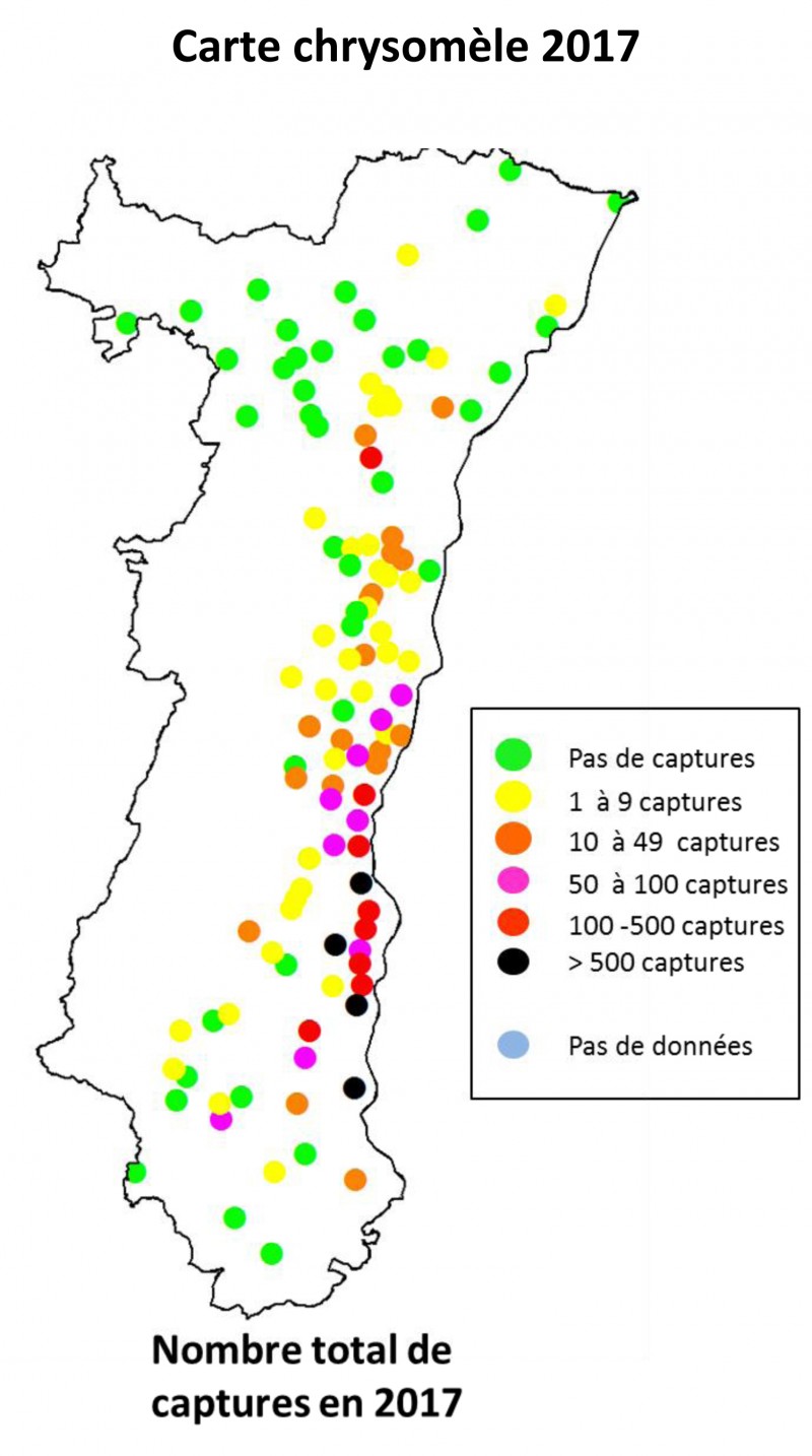 Carte chrysomèle 2017.jpg