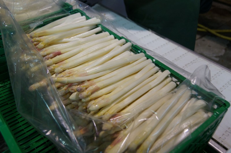 Asperges 2016058.jpg