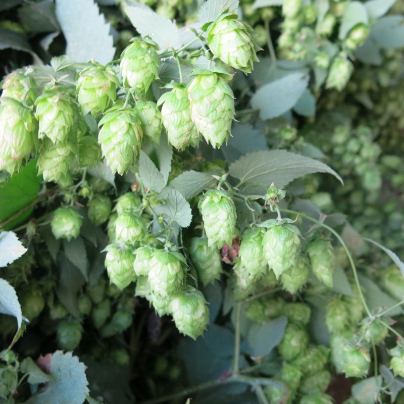 Houblon-91.JPG