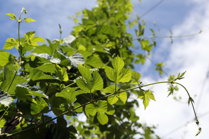 Tour de plaine - Houblon_1.jpg