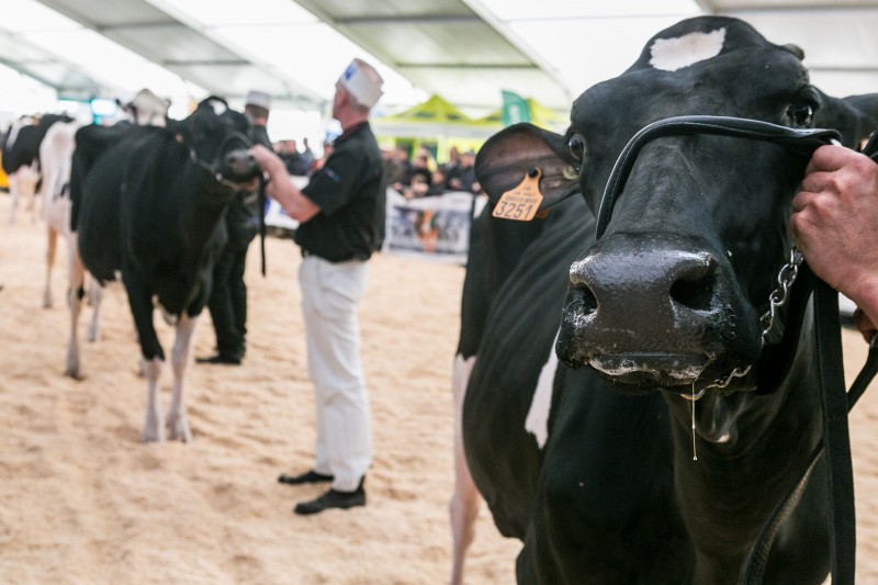 concours-holstein_habsheim-2017-08.jpg