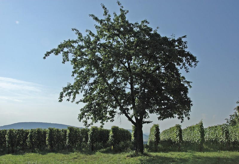 arbre isolé vigne