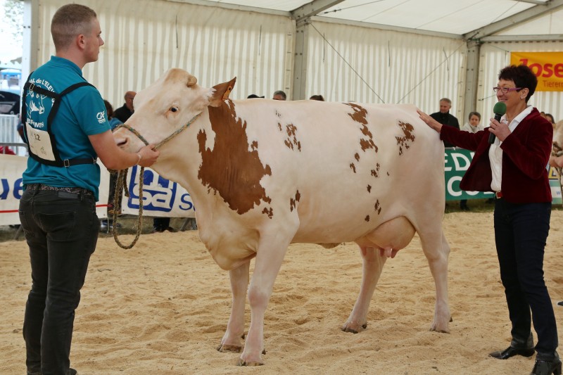 Festival de l'élevage - Concours Simmental - 07 - 