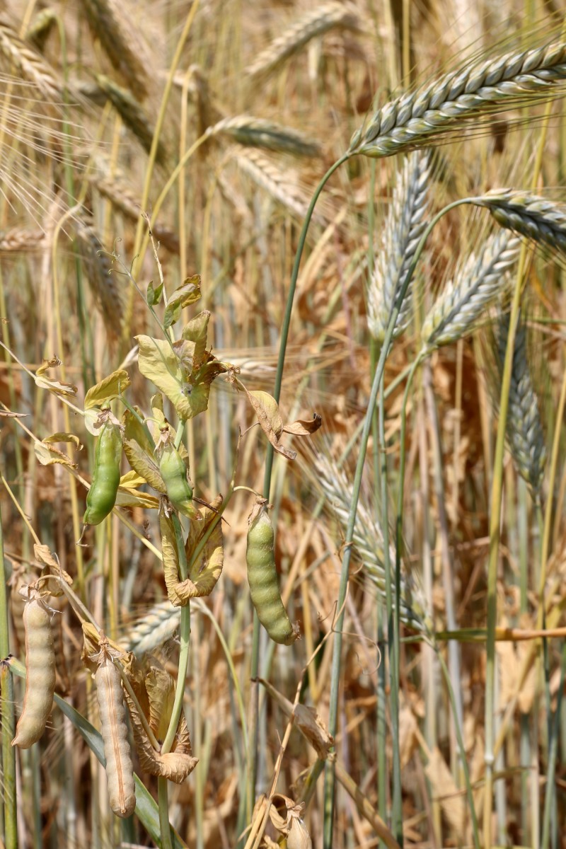 Vitrine Mommenheim - 18 - Meteil - Triticale - Poi