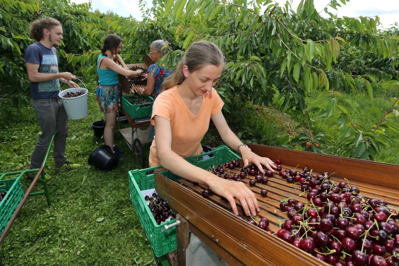 La saga des fruits de l'été - 11 - Cerises.jpg