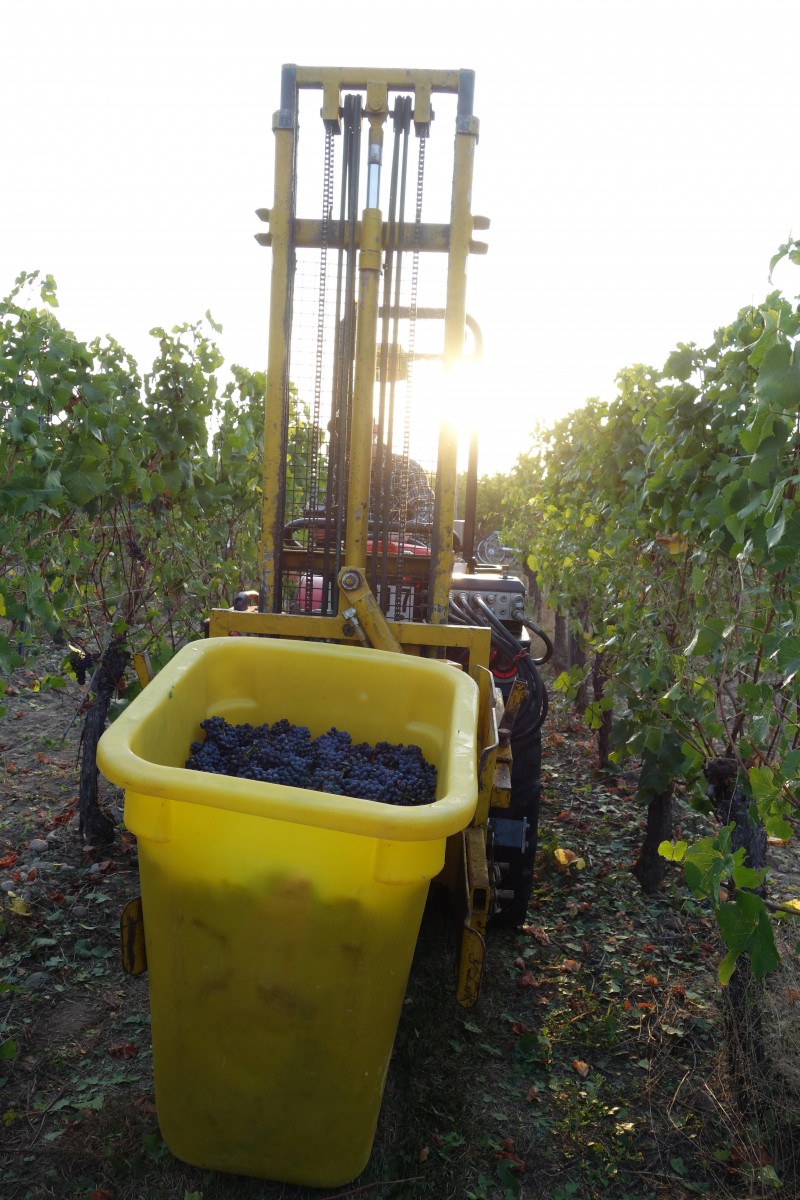 Départ vendanges Hardt 240817DSC00242.JPG