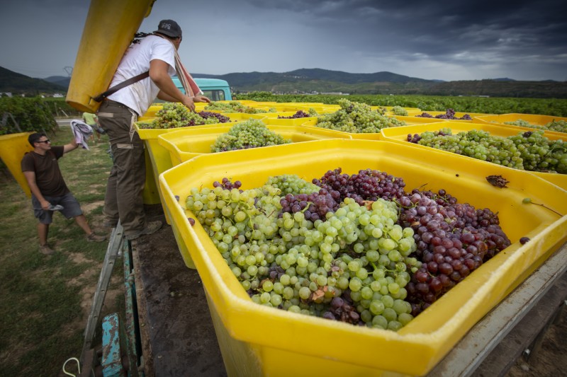 Vendanges