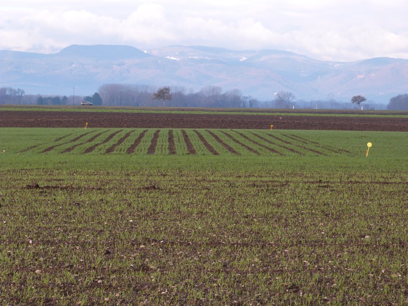 Grusenheim janvier 2019.JPG