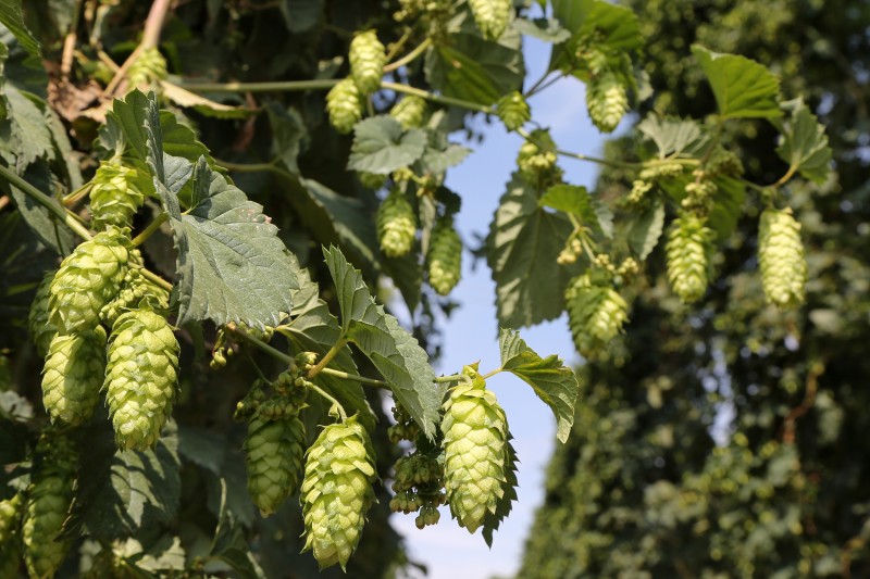 Houblon - 03.jpg