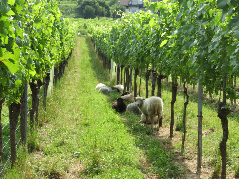 moutons%20dans%20les%20vignes.jpg