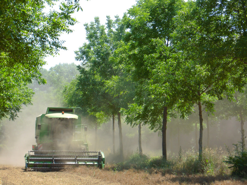 dispositif-agroforesterie-temperee.jpg