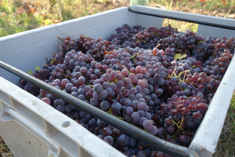 Vendanges cagettes Schmitt et Carrer 200918DSC02274.JPG