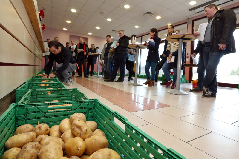 Essais pommes de terre - 05.jpg