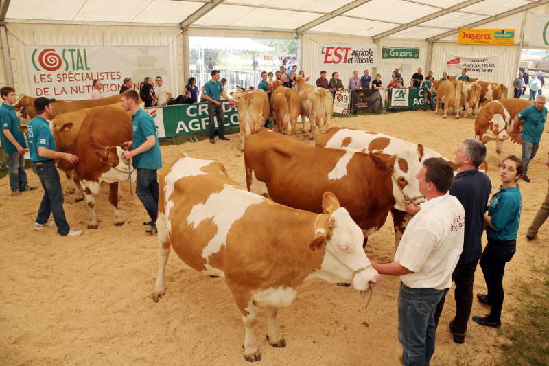 Festival de l'élevage - Simmental - Lots.jpg