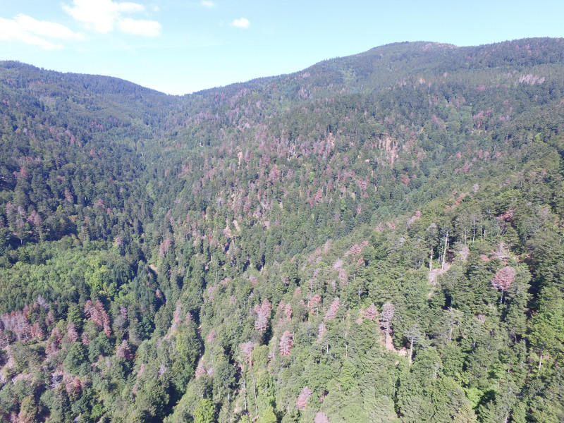 Drone Forêt rouge Masevaux Doller 030919-7.JPG