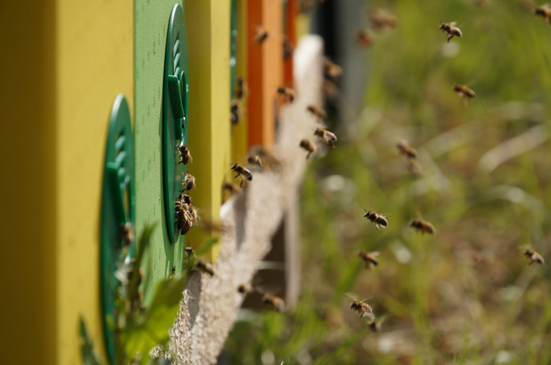 Abeilles ruches 230517DSC03146.JPG