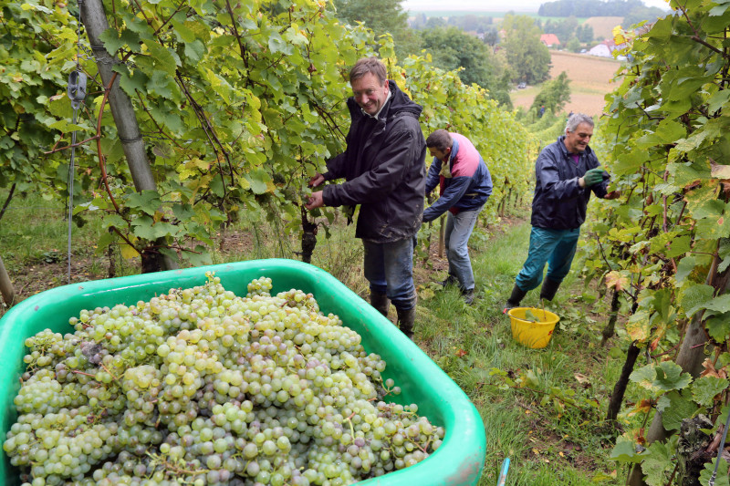 Vendanges - 01.jpg