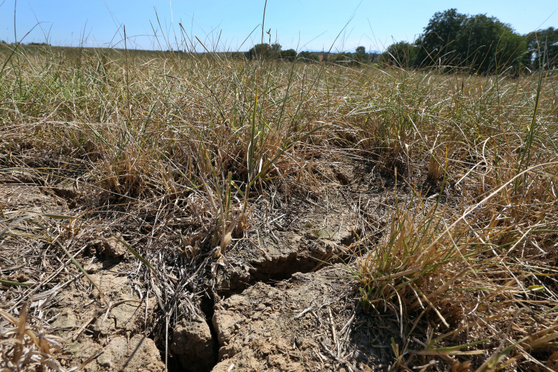 Sécheresse - Canicule - Herbe - 03.jpg