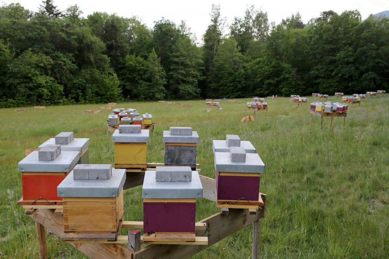 Apiculture Zimmermann Christophe - 12.jpg