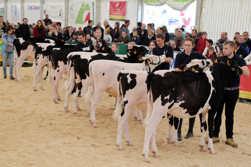 Festival de l'élevage 2019 - Concours PrimHolstein - 07.jpg