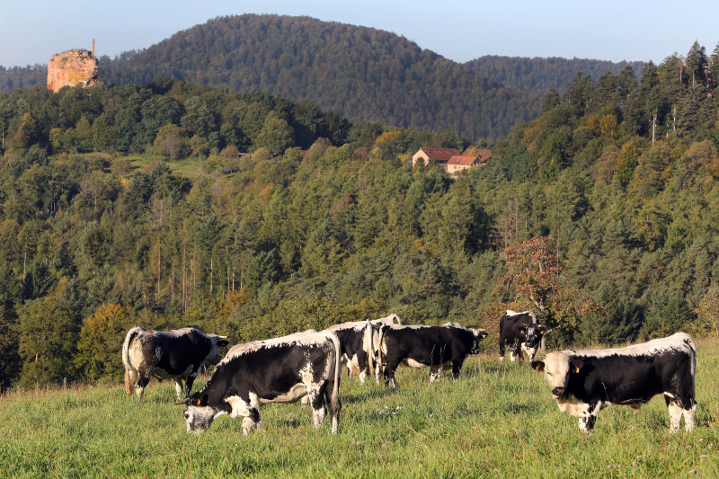 Le Gimbelhof - 15 - Vosgiennes - Fleckenstein.jpg