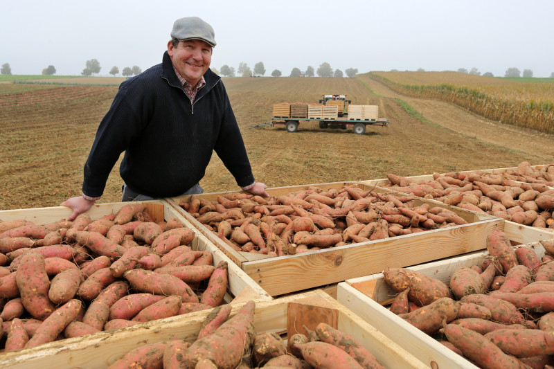 Récolte patates douces - 01 - Ohlmann Arnaud.jpg