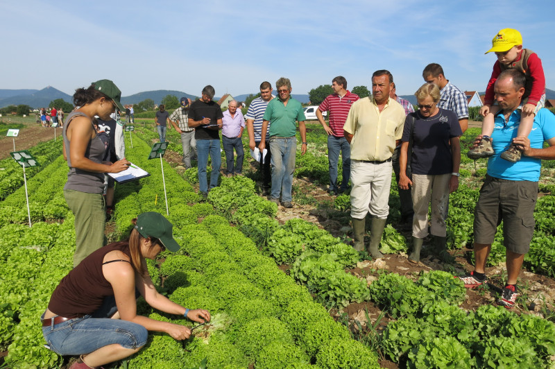 Planète Légumes collection de salades