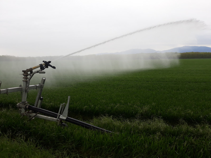 Irrigation_eau_ble_vert_enrouleur_Alsace_plaine_CAA_2023.jpg