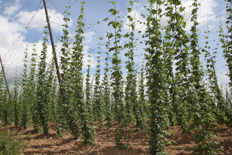 Houblon_1.jpg