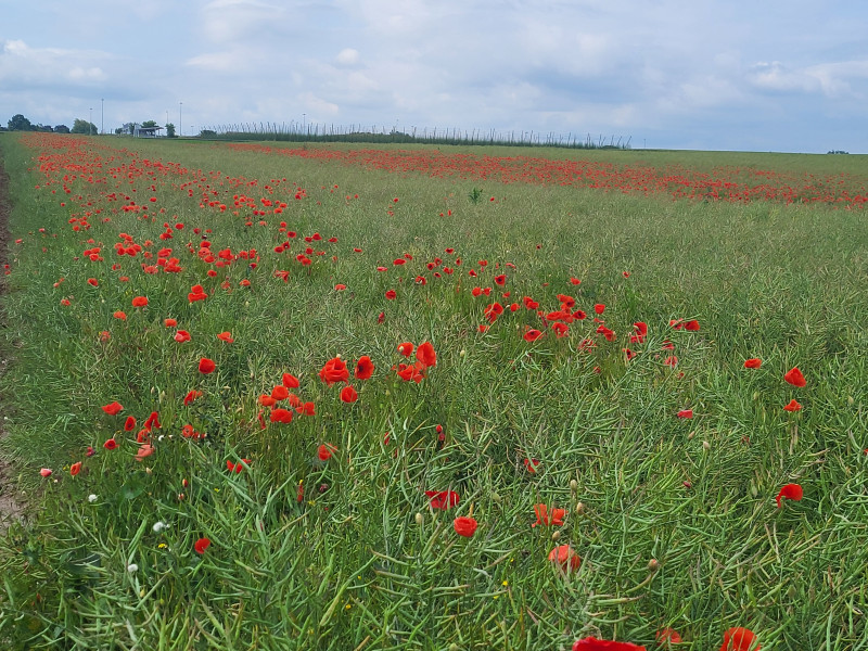 coquelicot-colza-2024.jpg