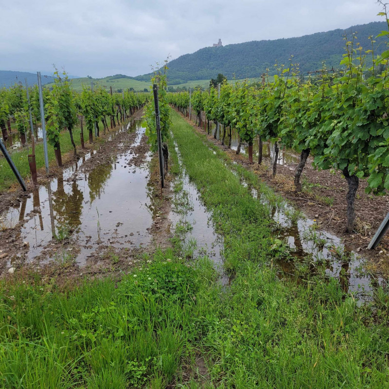 Vignoble-noyé-2024-inondations début juin 2024.jpg