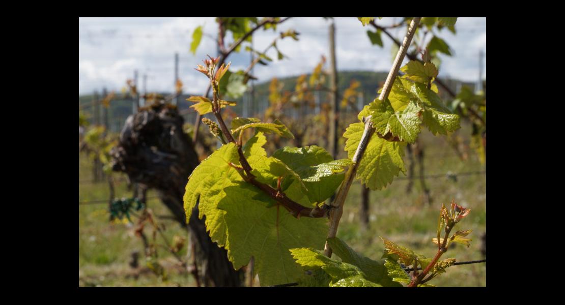 Vignes départ printemps 020517DSC02619.JPG