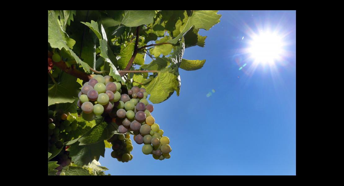 Sécheresse - Canicule - Vigne - 04.jpg