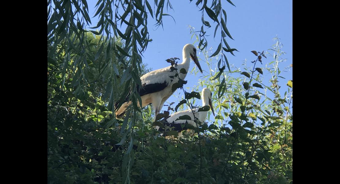 Deux%20cigognes%20dans%20saule%20pleureur.jpg