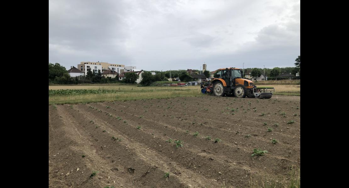 Plus_grand_show_fruits_le%CC%81gumes_France_Ifla_Illkirch_plantation_terre_ville_juin_2022.JPG