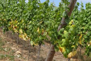 Sécheresse vigne