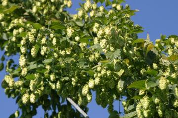 Houblon_3.jpg