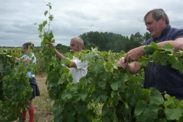 tressage vigne