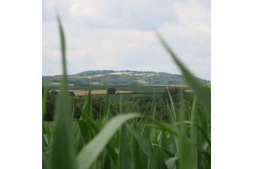 Paysage-agricole-maïs.JPG