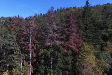 Drone Forêt rouge Masevaux Doller 030919-6.JPG
